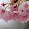 桜咲け2