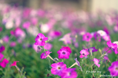 お花