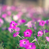 お花