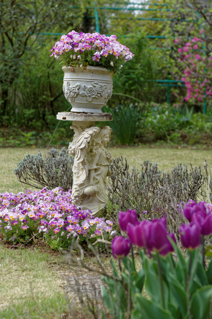 清水公園　花