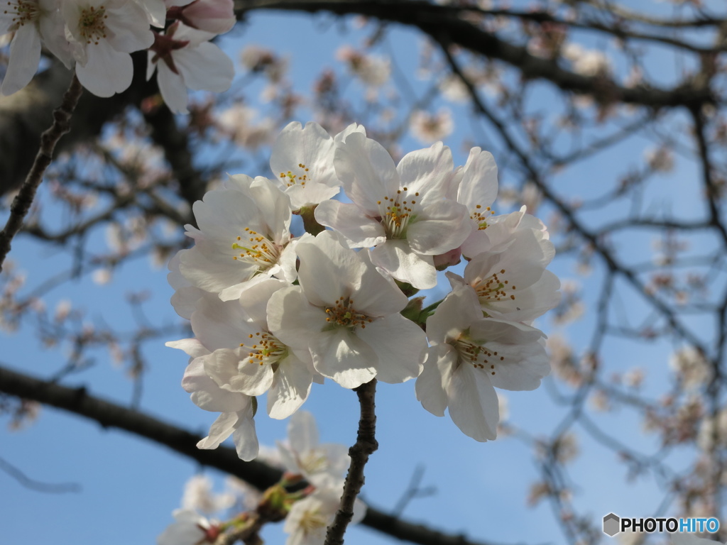 桜（満開のちょっと前）