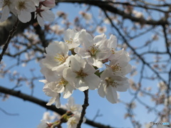 桜（満開のちょっと前）