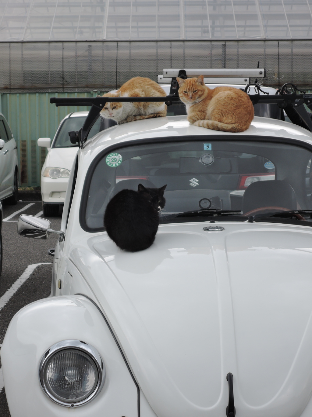 猫 on マイカー