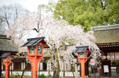 神社と桜