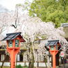 神社と桜