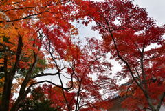常寂光寺その３