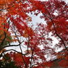 常寂光寺その３