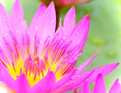 睡蓮の花
