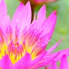 睡蓮の花