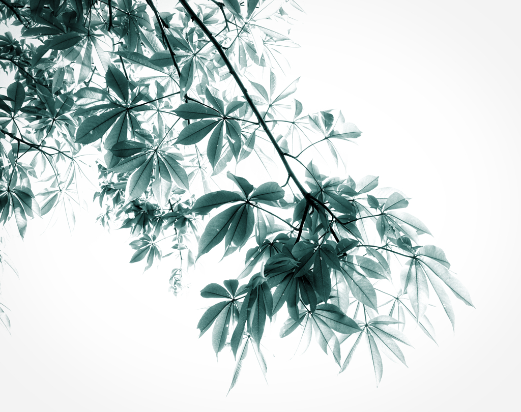 Light and Shade