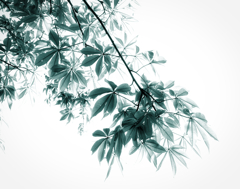 Light and Shade