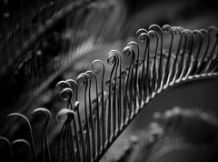 Curly Leaves