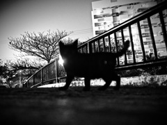 黒猫小橋