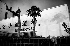修行場のヤシの木