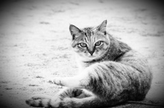 凜々しい女猫