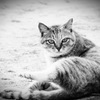 凜々しい女猫