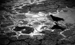 鳩と石畳