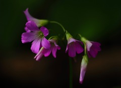 日陰花