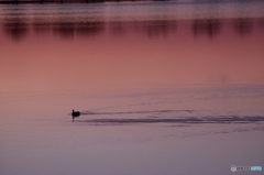 DSC_2187_R