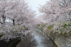 桜川