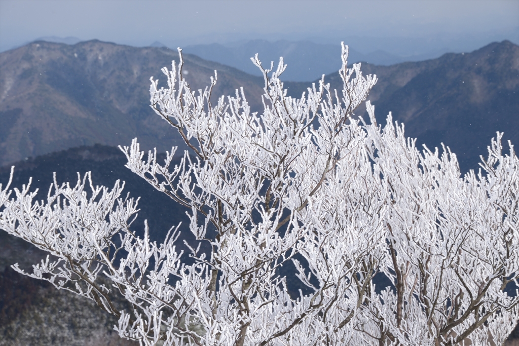 霧氷