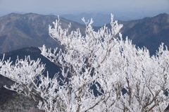 霧氷