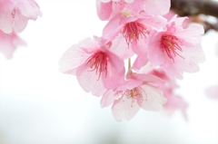 河津桜