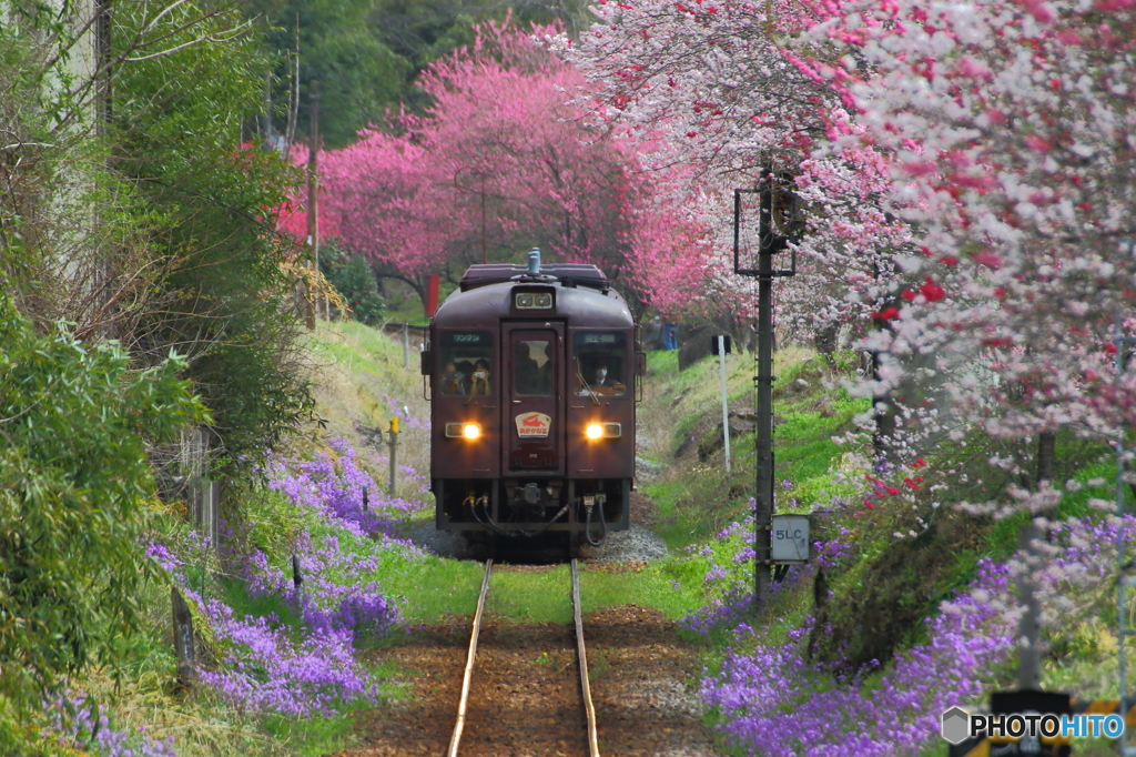 2016花のわたらせ渓谷鐵道④