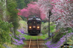 2016花のわたらせ渓谷鐵道④