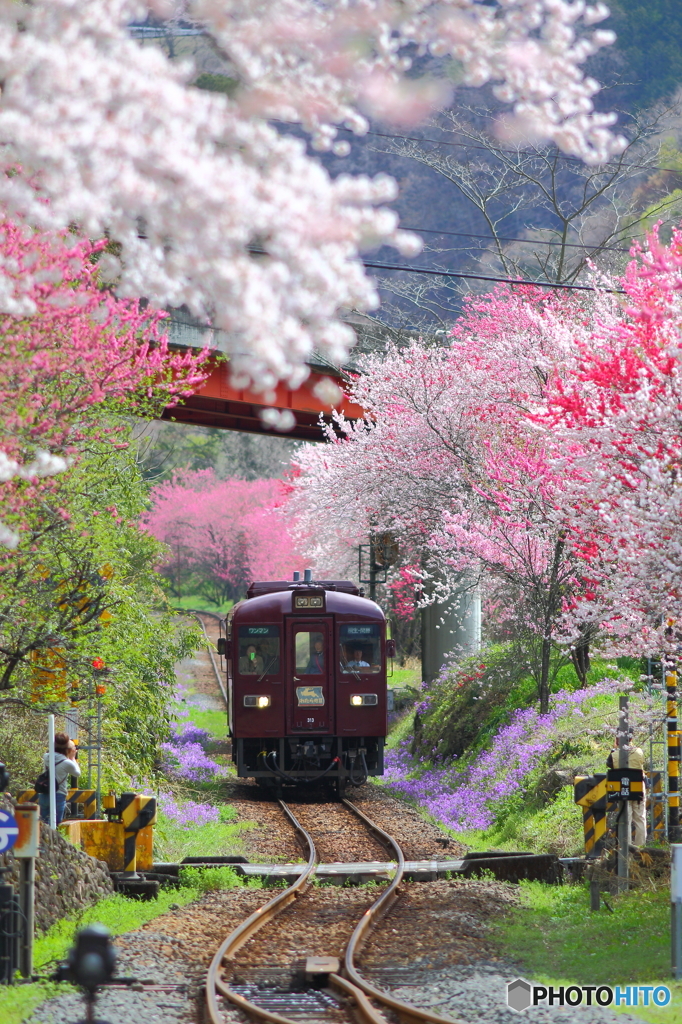 2016花のわたらせ渓谷鐵道③