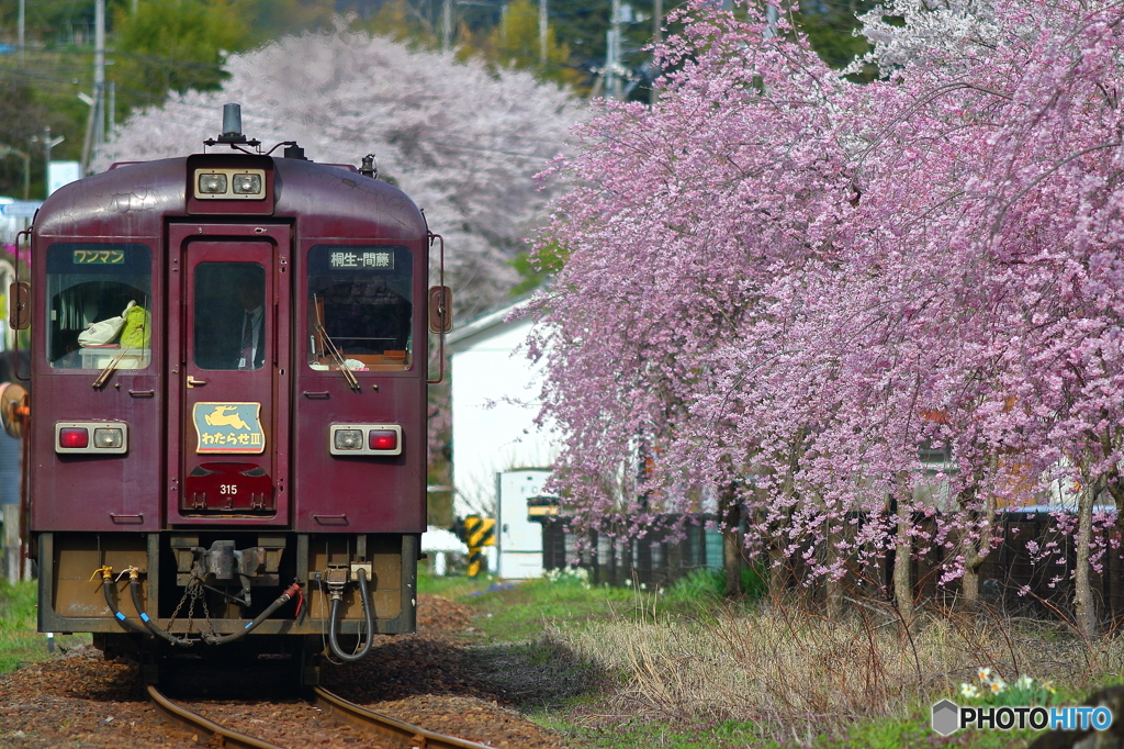 2016花のわたらせ渓谷鐵道⑮