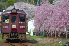 2016花のわたらせ渓谷鐵道⑮