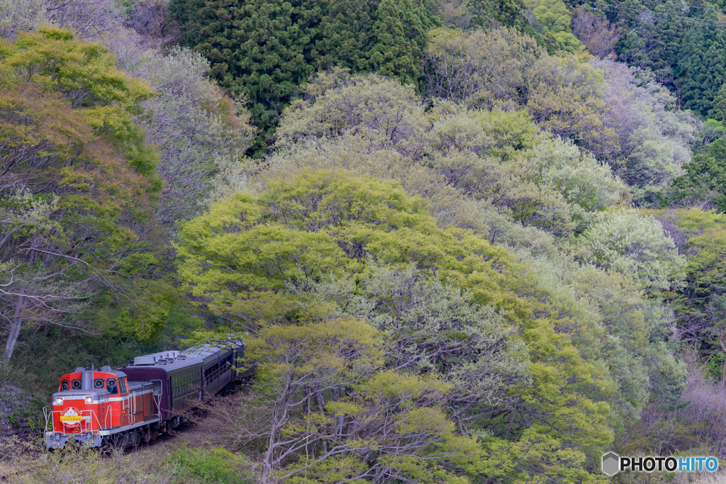 2018.4.13花のわたらせ渓谷鐡道⑫