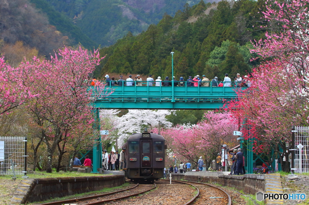 2016花のわたらせ渓谷鐵道⑭