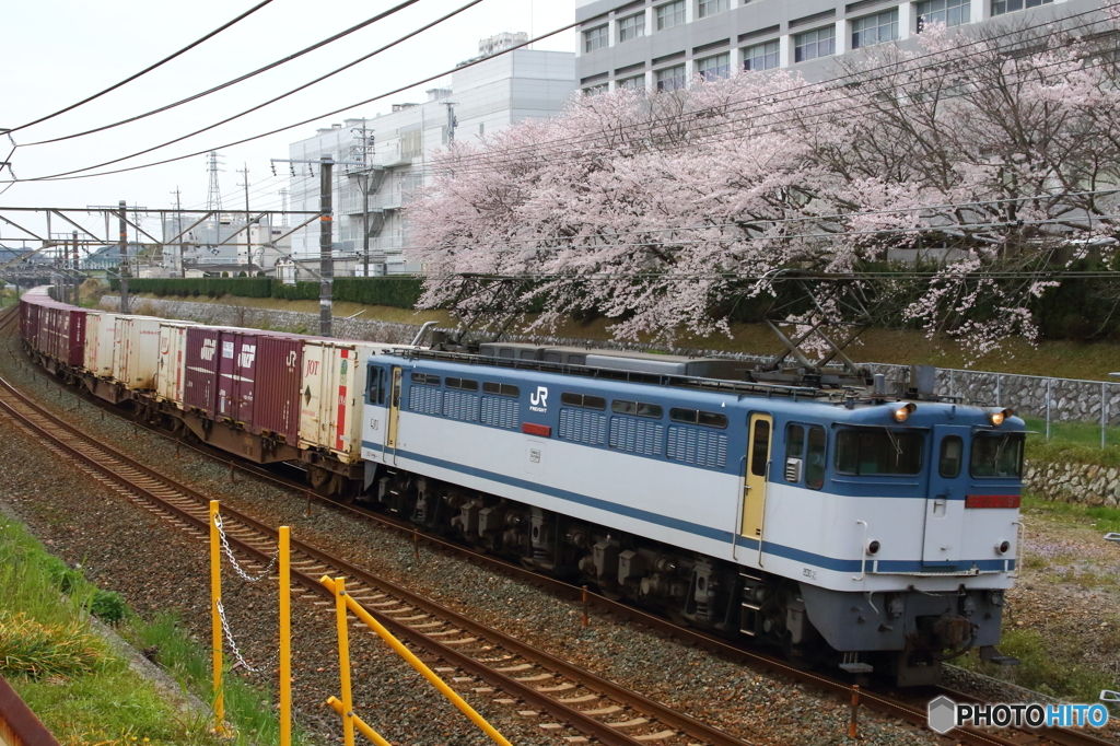 線路脇から、桜を添えて⑤