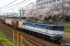 線路脇から、桜を添えて⑤