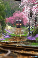 2016花のわたらせ渓谷鐵道⑩
