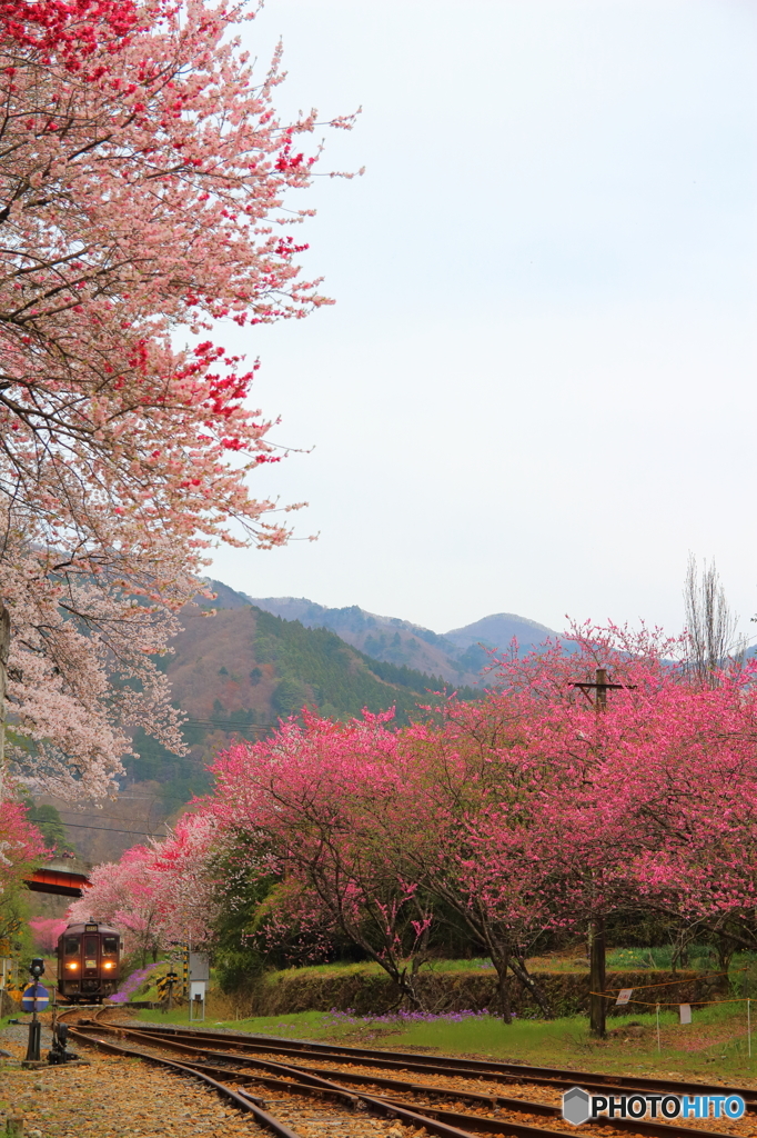 2016花のわたらせ渓谷鐵道⑥