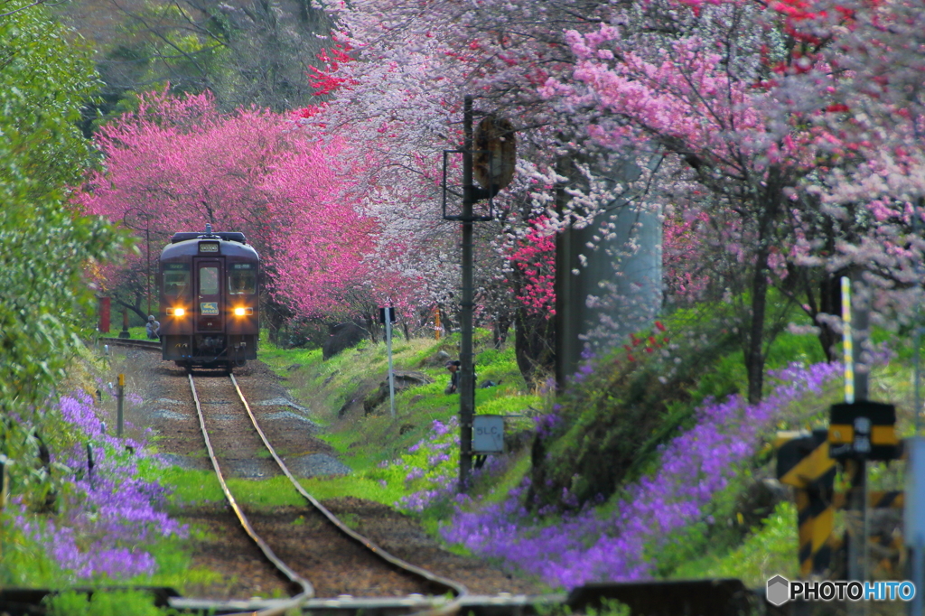 2016花のわたらせ渓谷鐵道②