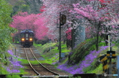 2016花のわたらせ渓谷鐵道②