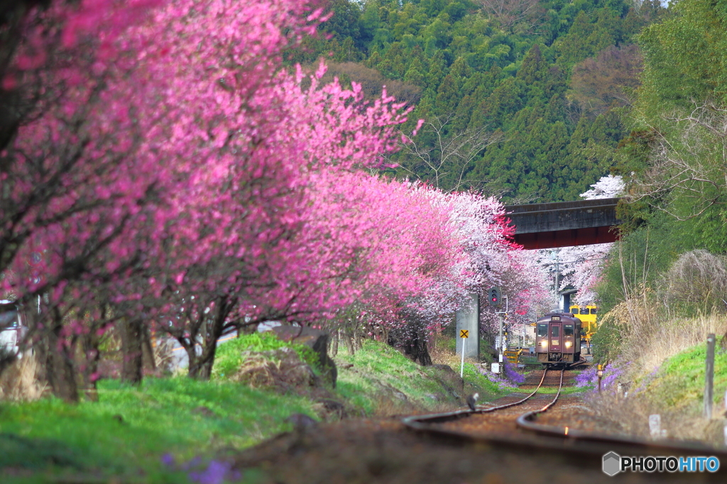 2016花のわたらせ渓谷鐵道①