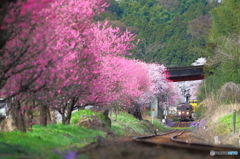 2016花のわたらせ渓谷鐵道①