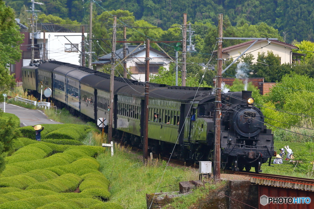 新緑の大井川鐵道⑩