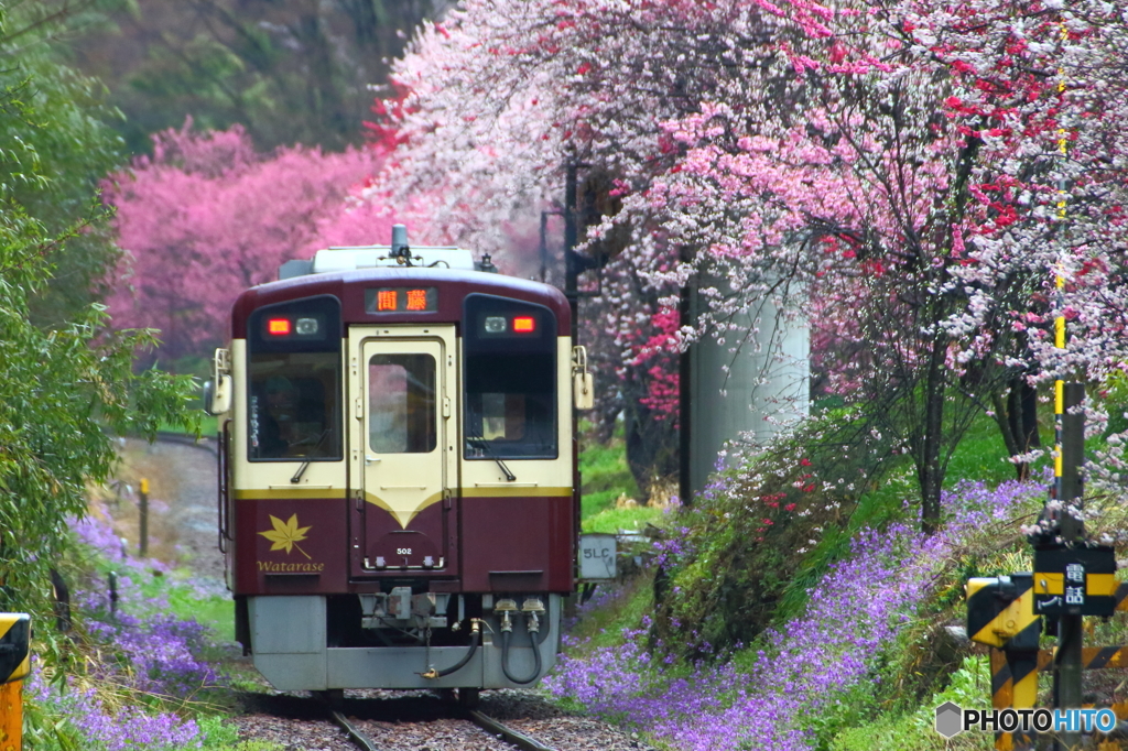2016花のわたらせ渓谷鐵道⑪