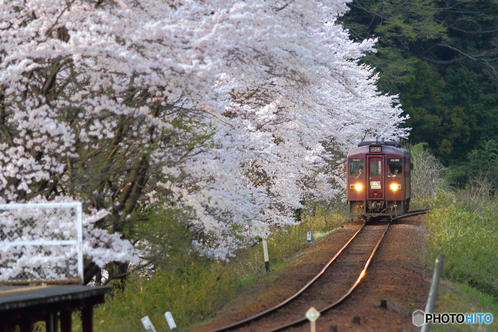 2016花のわたらせ渓谷鐵道⑧