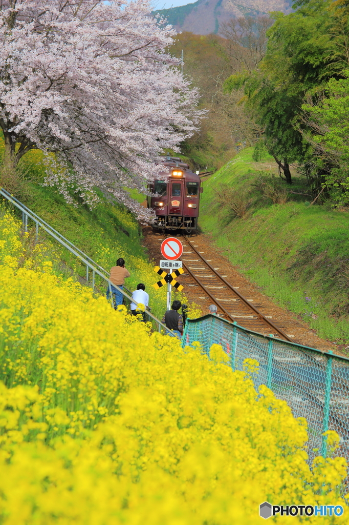 2016花のわたらせ渓谷鐵道⑦