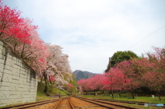 2016花のわたらせ渓谷鐵道⑫