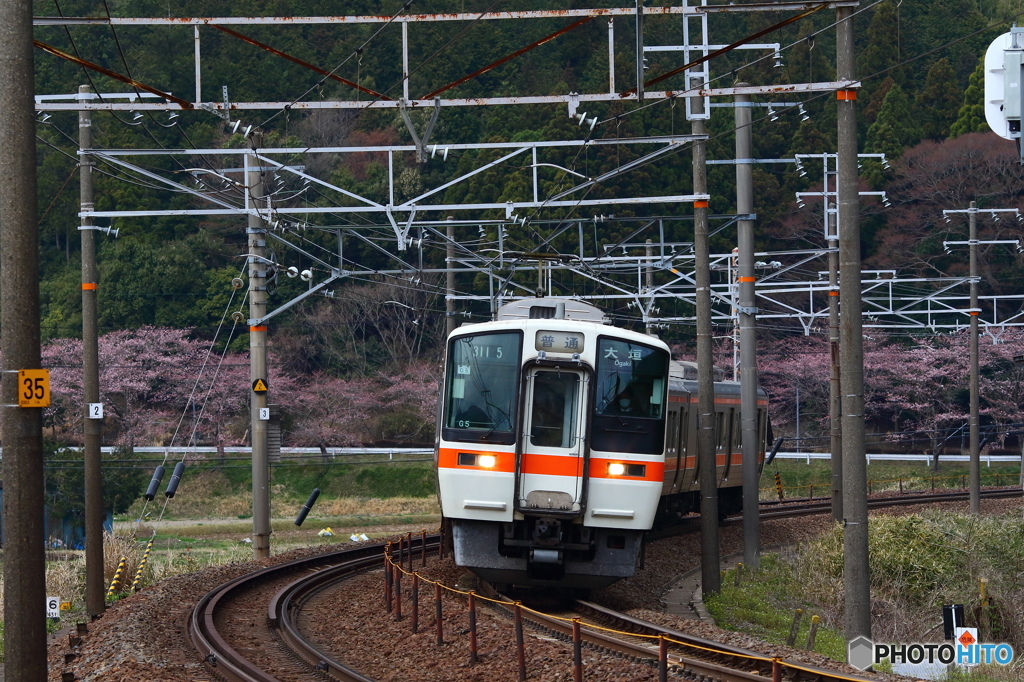 満開まであと少し③