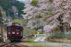 2018.4.11花のわたらせ渓谷鐡道⑤