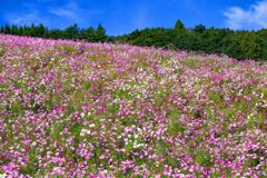 夢の平スキー場のコスモス畑